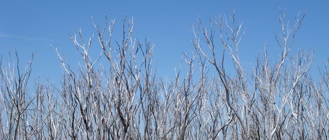Burnt Trees ~`!@#$%^&*() +-={}[];':",.<>?\|