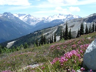 Looking towards the back country in summer at Whistler Mountain, BC